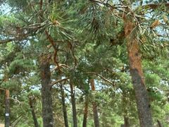 -北京西山国家森林公园