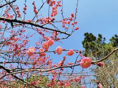 -杭州植物园