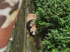 -都江堰中华大熊猫苑