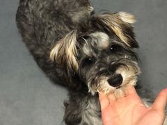 -momokira米努特·德文卷毛猫·棉花面纱犬