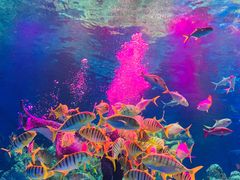 -芜湖新华联大白鲸海洋公园