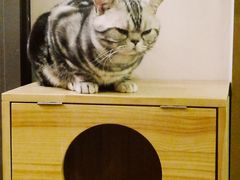 -猫大福·Fortune Cat猫舍(百子湾店)