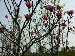 -瑶湖郊野森林公园