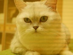 -猫和宫(六道口店)
