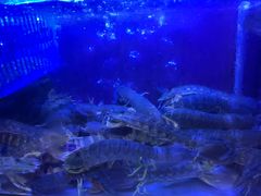 -协成海鲜火锅(海洋花园店)
