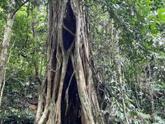 -中国科学院西双版纳热带植物园