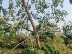 -白鹭湾湿地公园