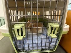 -北京观赏动物医院·24小时大型综合·猫专科·异宠专科