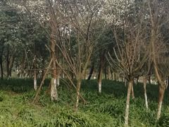 -重庆彩云湖湿地公园