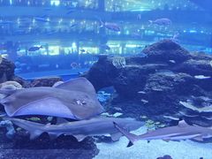 -成都浩海立方海洋公园