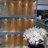 推荐招牌酥皮山楂叉烧包,香草脆鲜奶,鲍汁凤爪