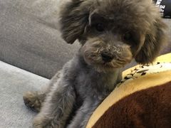 -爱宠屋pet shop·宠物洗澡·宠物美容