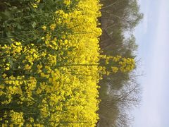 iphone_upload_pic-溱湖国家湿地公园