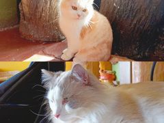 -猫猫幼稚园·撸猫·桌游·电玩