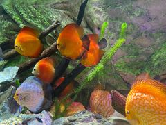 -上海海洋水族馆