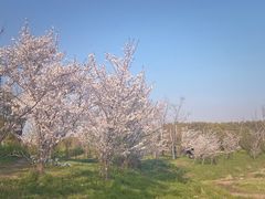 -广富林郊野公园