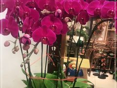 -FEI FEI FLOWER鲜花店·气球派对·宝宝宴布置(虹口德必运动Loft店)