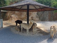 -泉州海丝野生动物世界