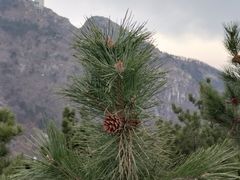 -泰山风景名胜区