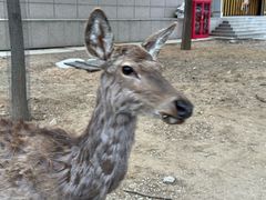 -秦皇岛野生动物园