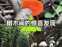 -西湖风景区十里琅珰-五云山