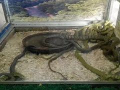 -辛玛王国游乐园