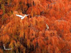 -深圳湾公园(南山区)