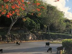 -塞班肯辛顿酒店Kensington Hotel Saipan