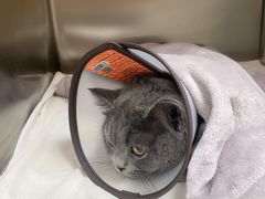 -瑞鹏宠物医院犬猫全科(真大分院)
