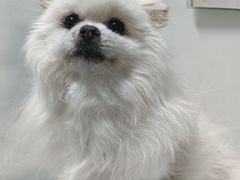 -北京观赏动物医院·24小时大型综合·猫专科·异宠专科
