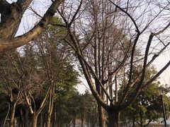 -昆山城市生态森林公园