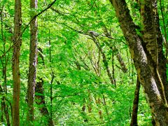 -叠溪松坪沟景区