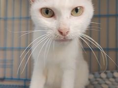 -创凡宠物医院·骨专科  猫科中心(西乡分院)