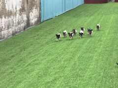 -呀路古热带植物园