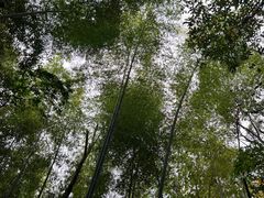 -上海佘山国家森林公园天马山园