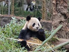 -都江堰中华大熊猫苑
