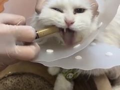 -北京观赏动物医院·24小时大型综合·猫专科·异宠专科