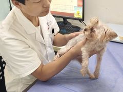 -特一安24小时宠物医院·骨科·中兽医