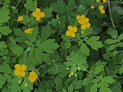-黑龙江省森林植物园