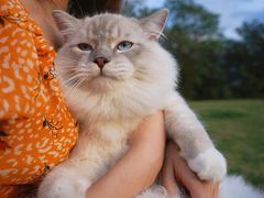 -汪喵宠物医院·骨科心脏影像·犬猫急重症ICU诊疗中心(成华分院)