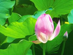-莲花池公园