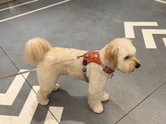 -帕帕拉兹宠物(亚洲旗舰店)