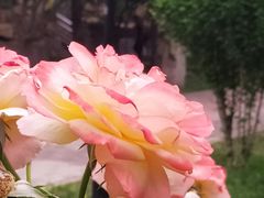 -黄村公园