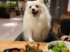 -百好乐宠物友好餐厅(朝外大街店)