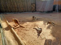 -深圳野生动物园