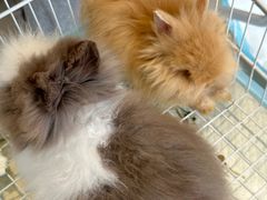 -怪兽屋·羊驼·猫咖·狗咖(俊华广场店)