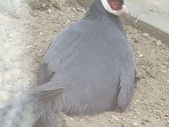 -沈阳鸟岛