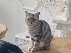 -共舞时光猫咖·狗咖(新街口店)
