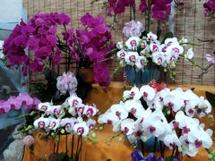 -龙大花卉苗木市场