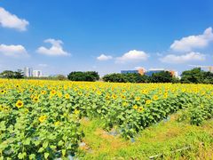 -光明小镇欢乐田园